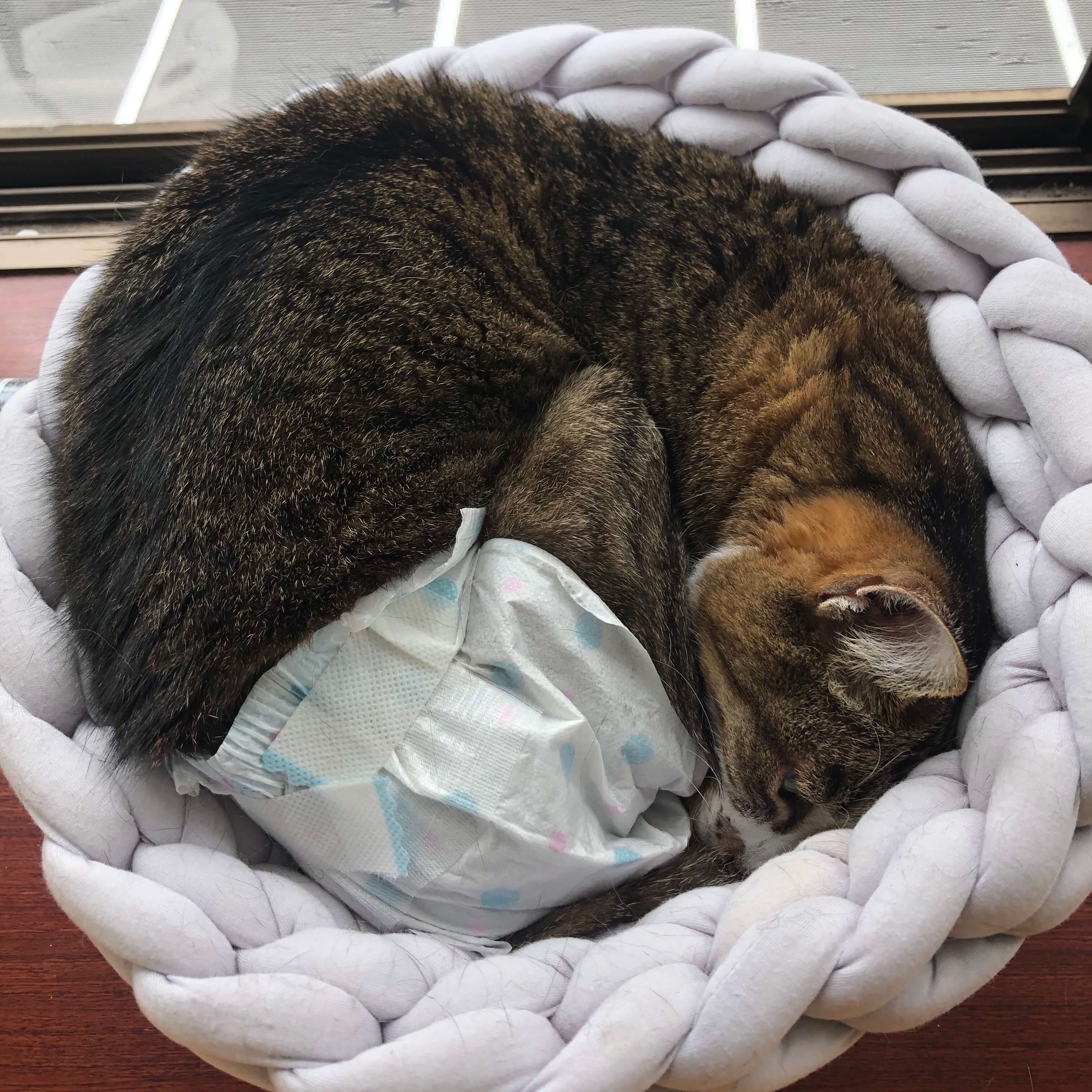 高齢猫のケア